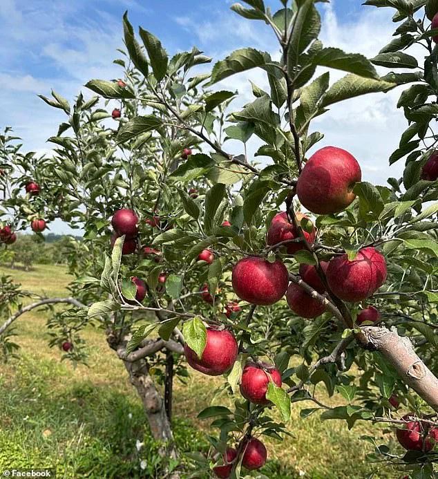 Ohio Orchard Incident Sparks Debate Over Rural Theft Amid Viral Controversy