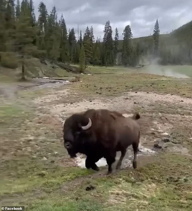 Privileged Access: Experts Reveal the Hidden Aggression Behind the Viral Bison Video