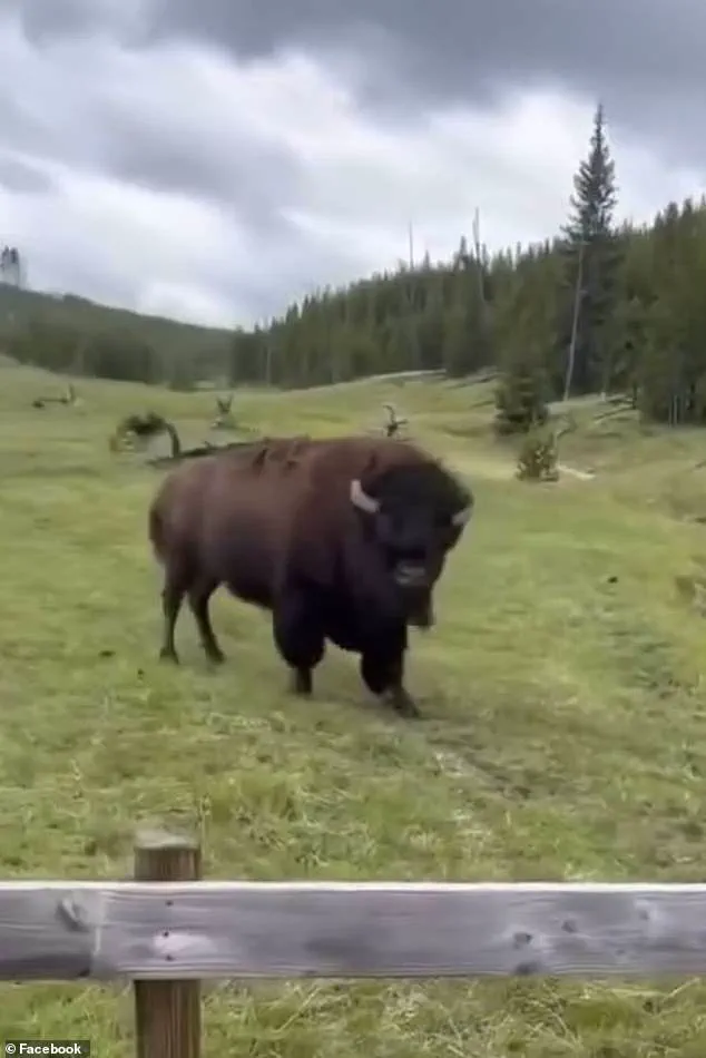 Privileged Access: Experts Reveal the Hidden Aggression Behind the Viral Bison Video