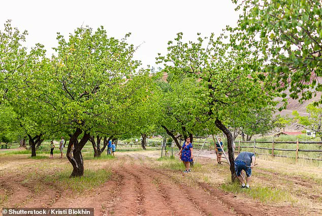 Urgent Update: Capitol Reef's Historic Fruit Trees Fail to Bear Fruit, Leaving Tourists Disappointed