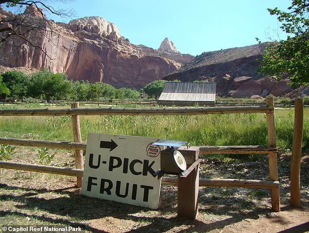 Urgent Update: Capitol Reef's Historic Fruit Trees Fail to Bear Fruit, Leaving Tourists Disappointed