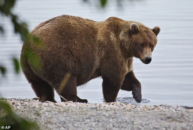 ‘A race against time for these bears’ says park ranger as Alaska’s Fat Bear Week intensifies