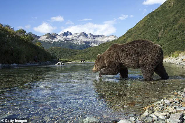 ‘A race against time for these bears’ says park ranger as Alaska’s Fat Bear Week intensifies