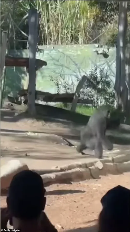 San Diego Zoo Gorilla Shatters Glass Barrier in Unexpected Outburst, Sending Visitors into Panic