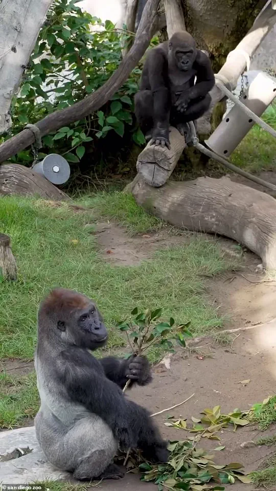 San Diego Zoo Gorilla Shatters Glass Barrier in Unexpected Outburst, Sending Visitors into Panic