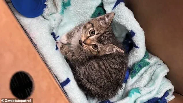 Washington State Highway Patrol Troopers Rescue Kitten Trapped in Road Barrier on I-5, Footage Obtained by Daily Mail