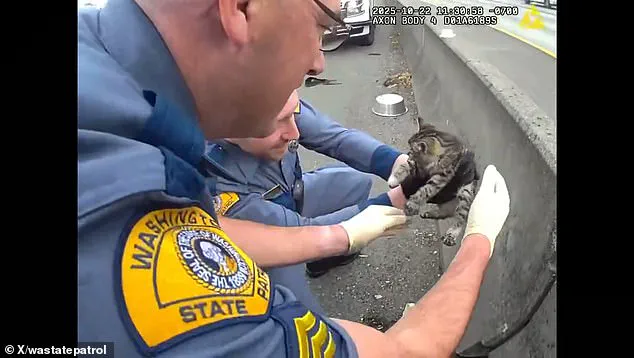 Washington State Highway Patrol Troopers Rescue Kitten Trapped in Road Barrier on I-5, Footage Obtained by Daily Mail