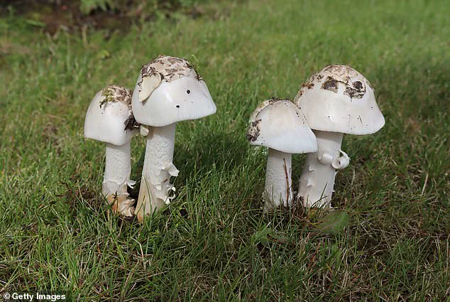 Urgent Warnings as Death Cap Mushroom Poisoning Claims Three Lives in California, Prompting CDPH to Highlight 'Unprecedented' Outbreak