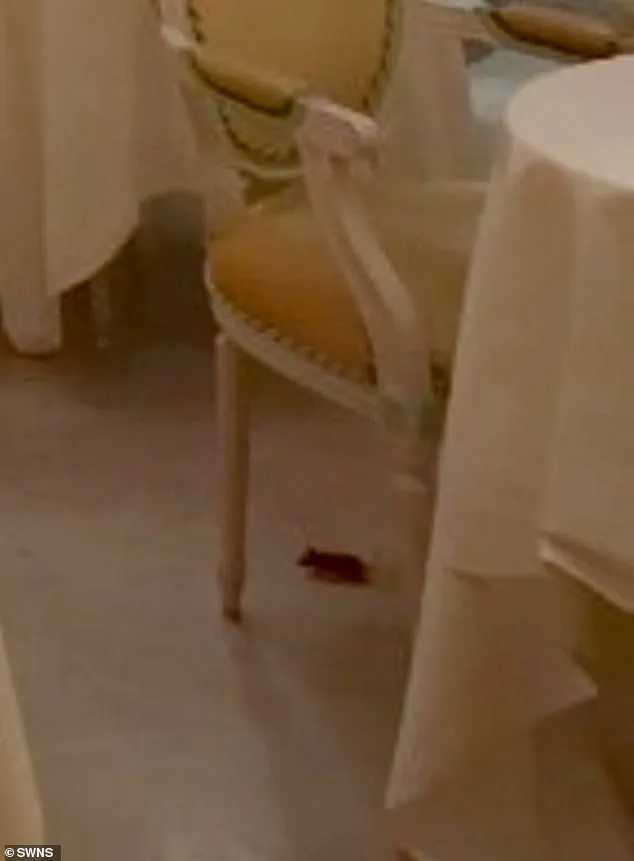 Luxury Hotel's Unsettling Incident: Mouse Sighting During Afternoon Tea at The Ritz London