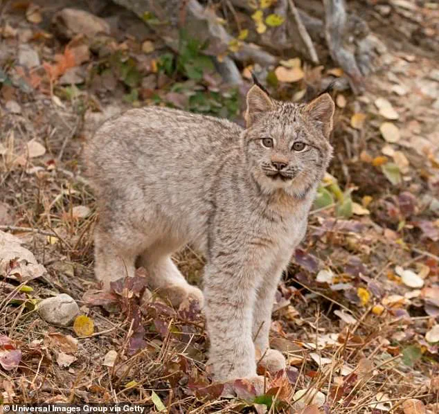 Rare Lynx Sighting Sparks Hope for Stabilizing Population in Minnesota National Park