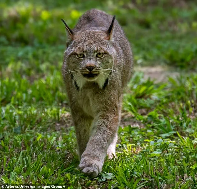 Rare Lynx Sighting Sparks Hope for Stabilizing Population in Minnesota National Park