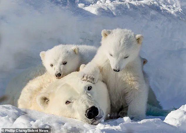 Adorable Polar Bear Cubs Cuddle with Mother in Churchill, Canada's 'Polar Bear Capital'