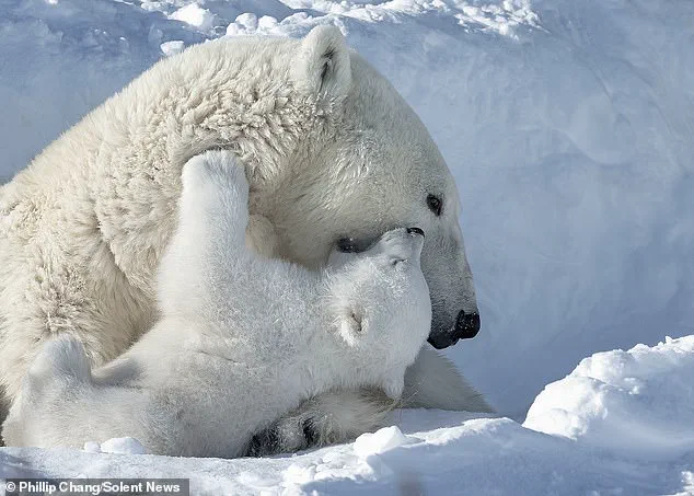 Adorable Polar Bear Cubs Cuddle with Mother in Churchill, Canada's 'Polar Bear Capital'