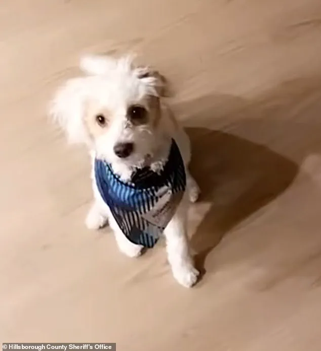 Former Florida Police Officer Charged with Aggravated Animal Cruelty for Poisoning Ex-Girlfriend's Dog