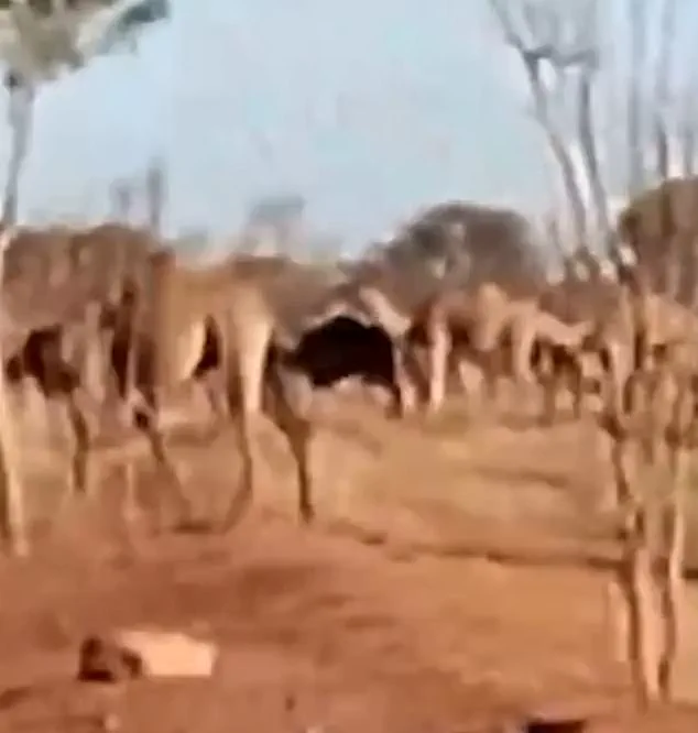 Record Heat Drives 1,000 Feral Camels to Invade Mount Liebig