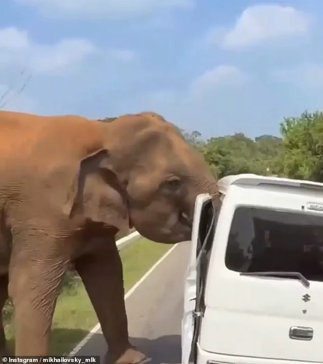 Sri Lanka Elephant Assault: Tourists in Life-or-Death Struggle After Feeding Incident