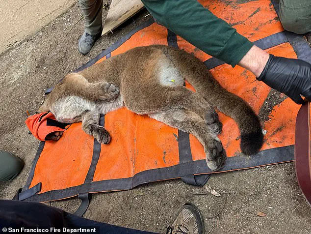 San Francisco Officials Capture Mountain Lion After 30-Hour Search in Residential Area