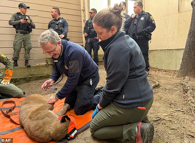 San Francisco Officials Capture Mountain Lion After 30-Hour Search in Residential Area
