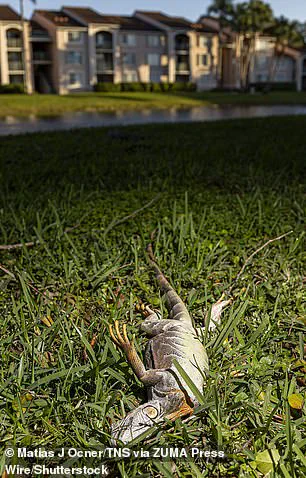 A Chilling Spectacle: South Florida Residents Witness Iguanas Plummeting from Trees as Cold Snap Turns Invasive Reptiles to Stone, Says Local Biologist
