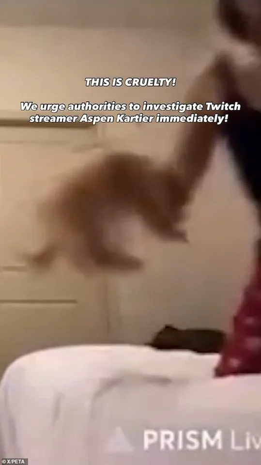 19-Year-Old Rapper Aspen Kartier Arrested in Georgia After Viral Video Allegedly Shows Her Abusing Her Maltipoo Puppy During Live Twitch Stream