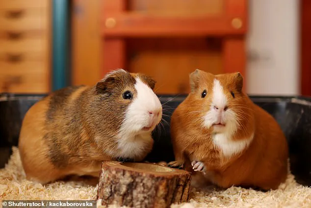 Hedge Fund Tycoon Jason Ader Files Bankruptcy Amid Legal Battle with Mother, French Riviera Spending