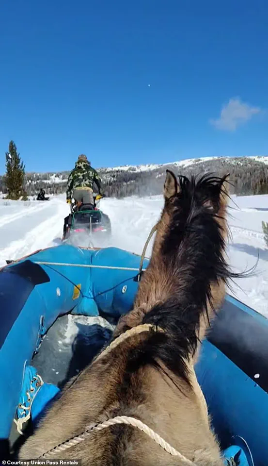Mouse's Seven-Month Survival Journey: How a Stubborn Quarter Horse Conquered the Wilds of Wyoming