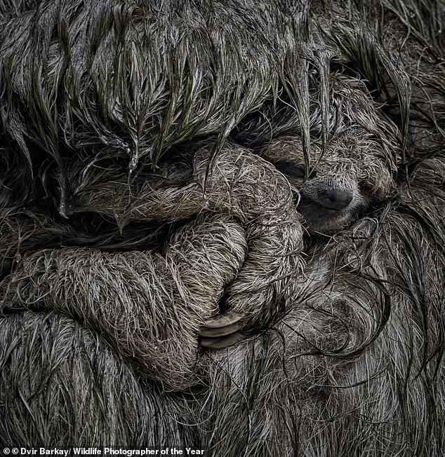 Public Invited to Choose Wildlife Photographer of the Year: From Heartwarming to Stark Stories