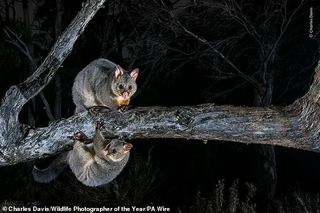 Public Invited to Choose Wildlife Photographer of the Year: From Heartwarming to Stark Stories