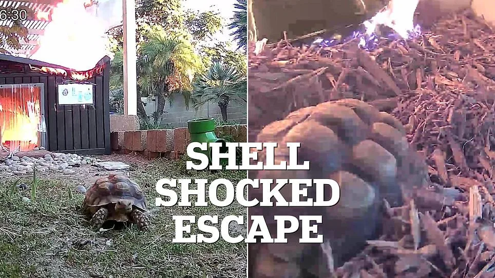Fire, Flight, and Viral Fame: Leo the Tortoise's Narrow Escape from a Malfunctioning Lamp
