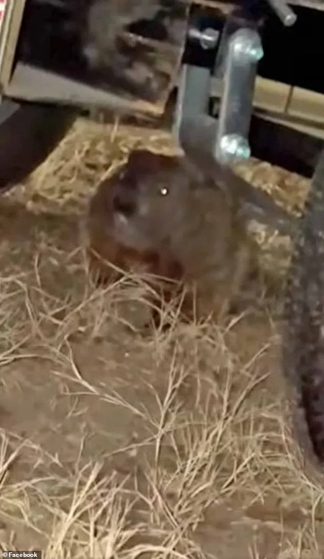 Groundhog Causes $4,900 Engine Damage to University of Arkansas Student's GMC