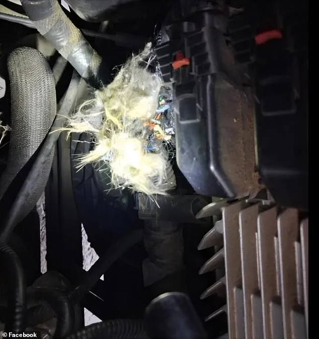 Groundhog Causes $4,900 Engine Damage to University of Arkansas Student's GMC