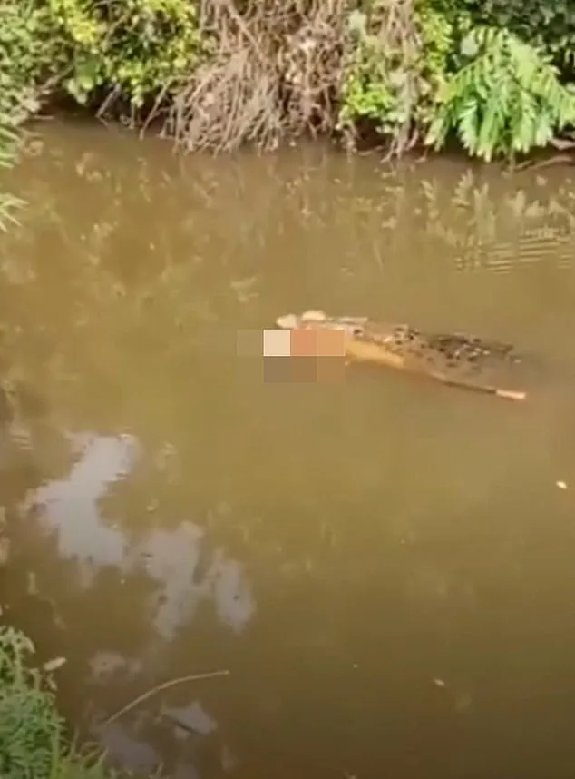 Indonesian Woman Killed in Crocodile Attack in Aceh Province