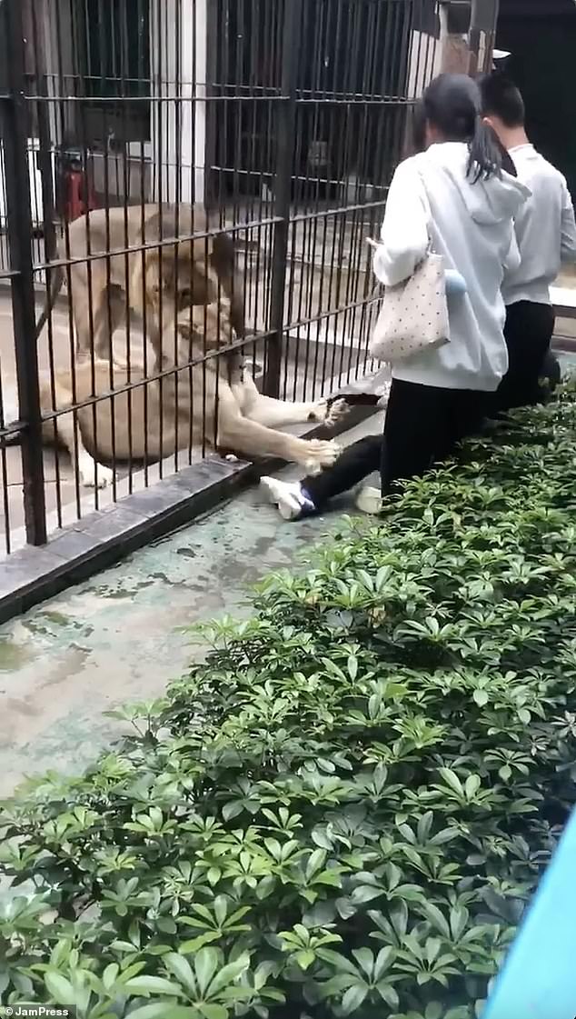 10-Year-Old Girl's Terrifying Encounter with Lioness at Guangdong Zoo Sparks Outrage Over Safety Failures and Rule Violations