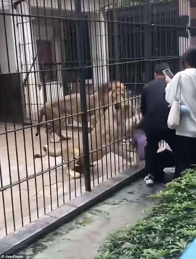 10-Year-Old Girl's Terrifying Encounter with Lioness at Guangdong Zoo Sparks Outrage Over Safety Failures and Rule Violations