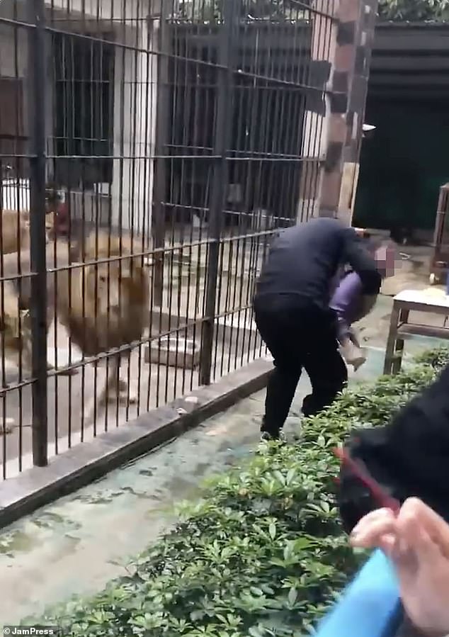 10-Year-Old Girl's Terrifying Encounter with Lioness at Guangdong Zoo Sparks Outrage Over Safety Failures and Rule Violations