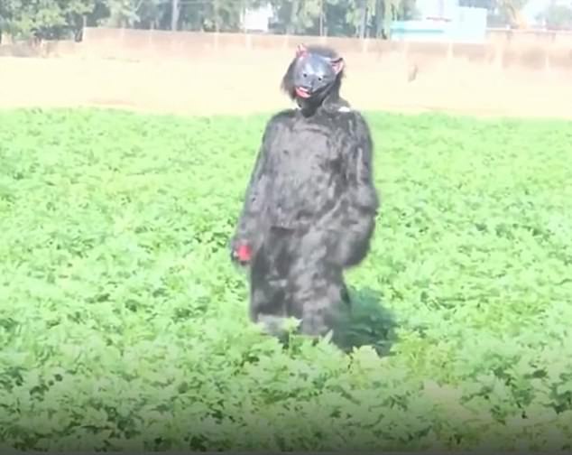 Indian Farmers Use Bear Costumes to Scare Monkeys, But Experts Warn of Temporary Fix
