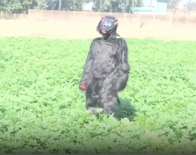 Indian Farmers Use Bear Costumes to Scare Monkeys, But Experts Warn of Temporary Fix