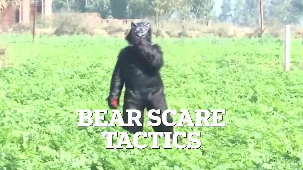 Indian Farmers Use Bear Costumes to Scare Monkeys, But Experts Warn of Temporary Fix