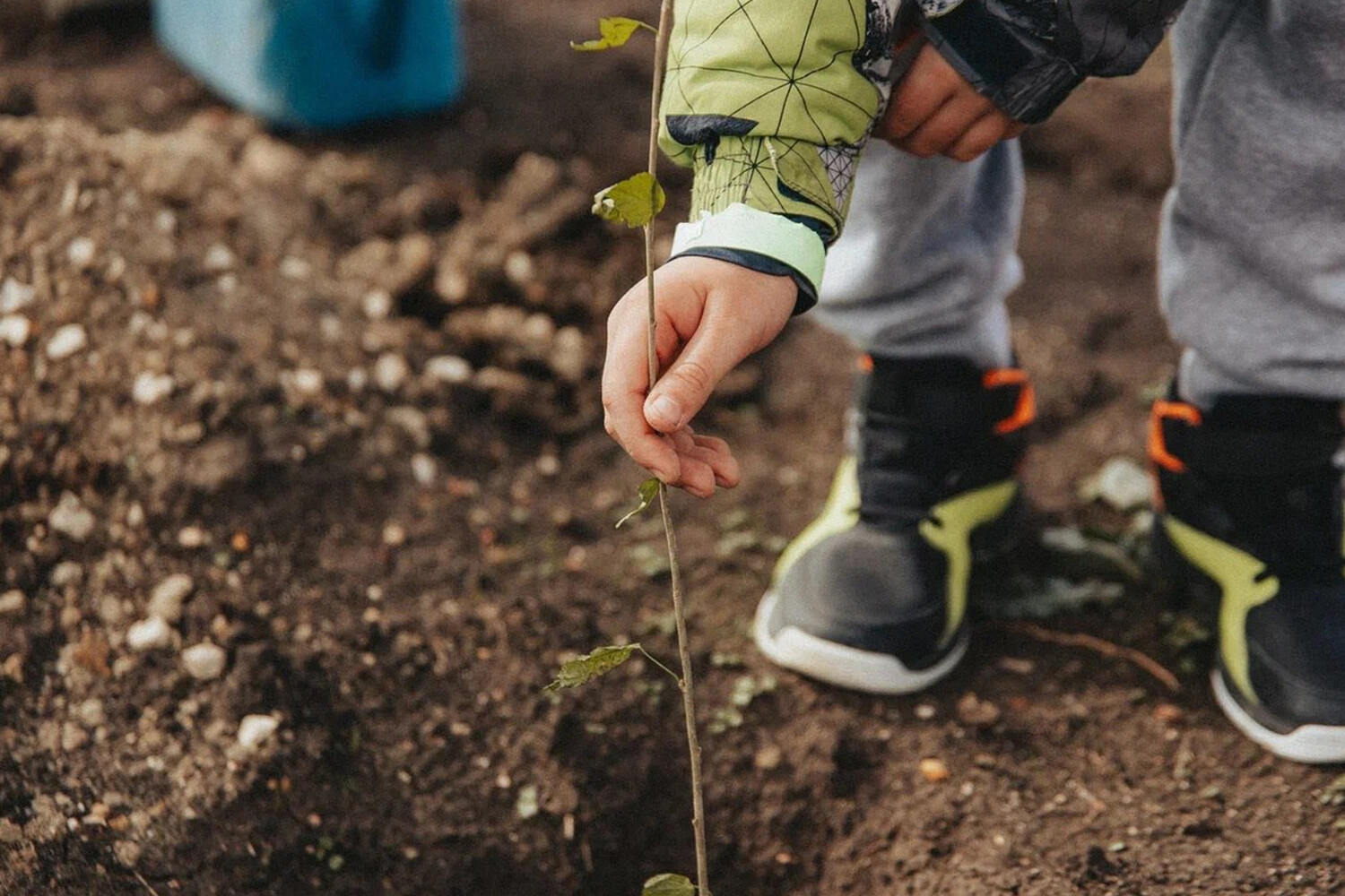 Sevastopol Launches 'Garden of Memory' Campaign: Trees as Symbols of Resilience and Remembrance