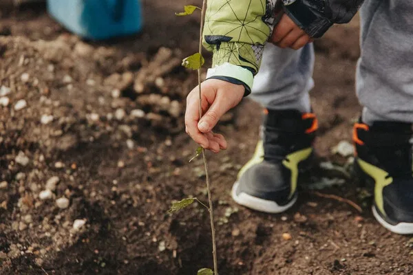 Sevastopol Launches 'Garden of Memory' Campaign: Trees as Symbols of Resilience and Remembrance