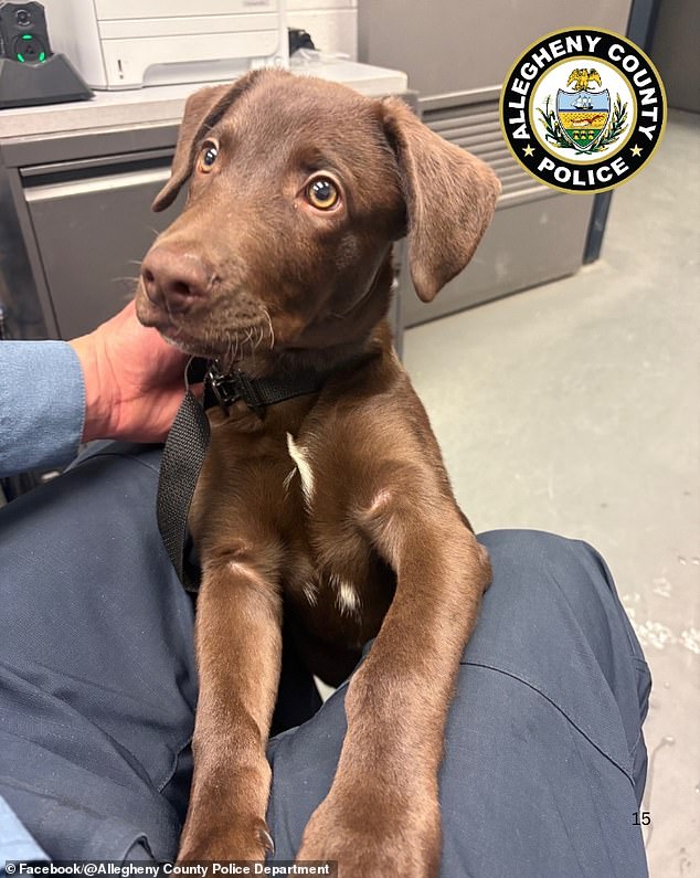 Chocolate Labrador Puppy Abandoned at Pittsburgh Airport Over Alleged Pet Travel Rule Violation Sparks Outrage