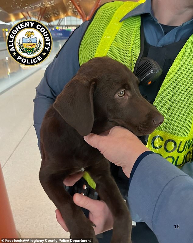 Chocolate Labrador Puppy Abandoned at Pittsburgh Airport Over Alleged Pet Travel Rule Violation Sparks Outrage