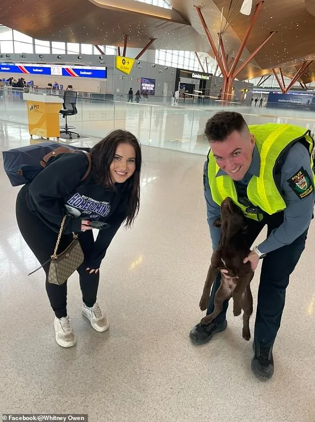 Chocolate Labrador Puppy Abandoned at Pittsburgh Airport Over Alleged Pet Travel Rule Violation Sparks Outrage