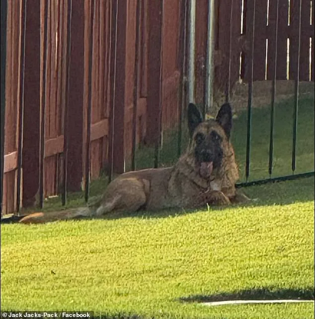 German Shepherd Abandoned in Scorching Texas Heat as Owner Flees
