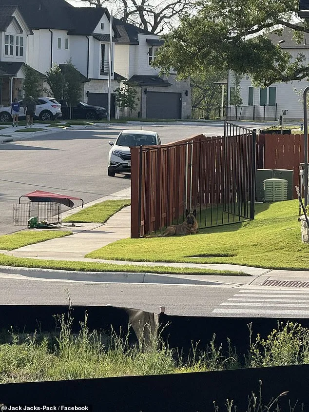 German Shepherd Abandoned in Scorching Texas Heat as Owner Flees