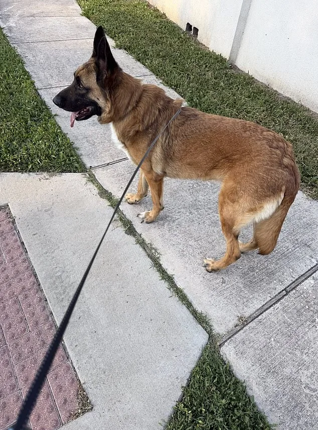 German Shepherd Abandoned in Scorching Texas Heat as Owner Flees