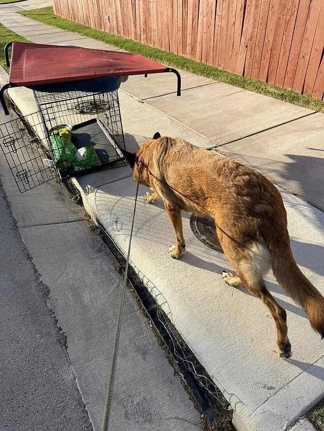 German Shepherd Abandoned in Scorching Texas Heat as Owner Flees