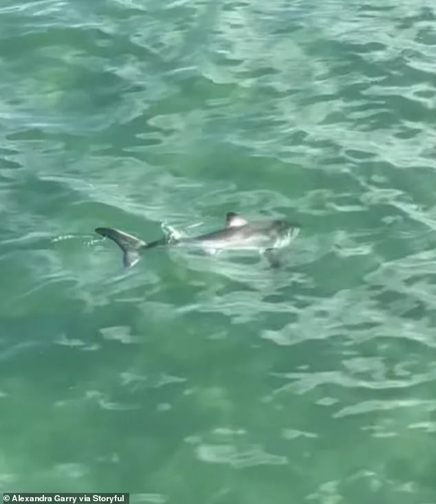 Dramatic Rescue of Juvenile Great White Shark by Young Fisherman Goes Viral