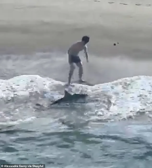 Dramatic Rescue of Juvenile Great White Shark by Young Fisherman Goes Viral