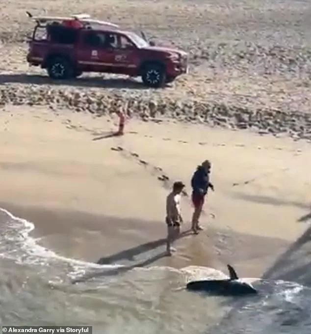 Dramatic Rescue of Juvenile Great White Shark by Young Fisherman Goes Viral